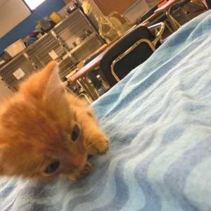 Meet your Posher, Dani